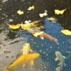 Hozelock Polyester Pond Cover Net 0.23x0.11m 2 Hozelock Polyester Pond Cover Net 0.23x0.11m -Garden & Outdoors hozelock polyester pond cover net 0 23x0 11m5010646053600 01i