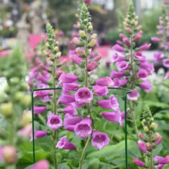 Panacea Steel Curved Plant Support Frame (L)76cm (Dia)30cm, Pack Of 3 -Garden & Outdoors panacea steel curved plant support frame l 76cm dia 30cm pack of 30093432825228 01i bq