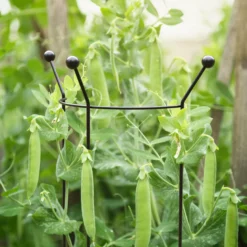 Panacea Steel Curved Plant Support Frame (L)84cm (Dia)27cm -Garden & Outdoors panacea steel curved plant support frame l 84cm dia 27cm0093432825495 01i bq