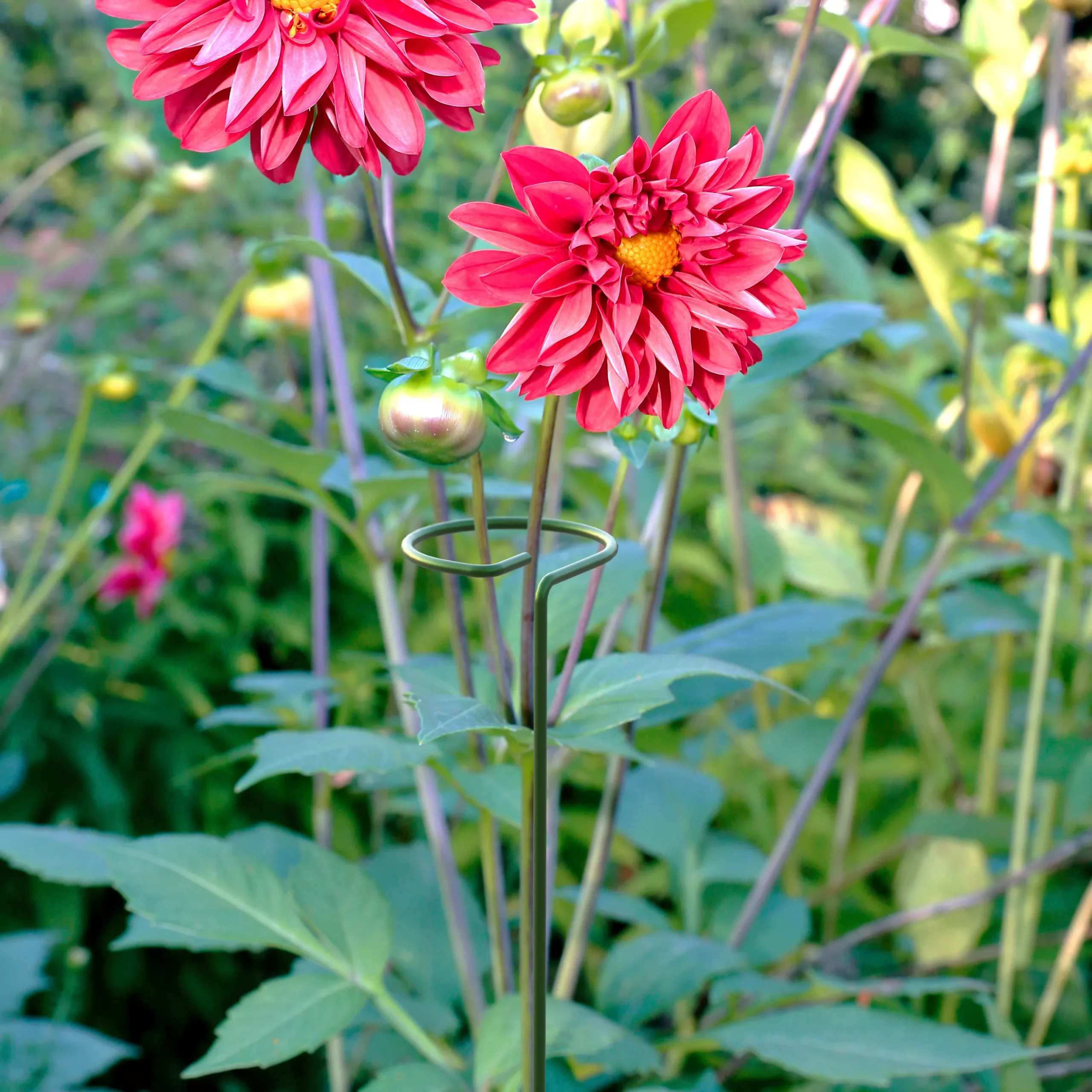 Panacea Steel Single Stem Plant Support (L)122cm (Dia)8.6cm, Pack Of 3 4 Panacea Steel Single Stem Plant Support (L)122cm (Dia)8.6cm, Pack Of 3 - Image 2