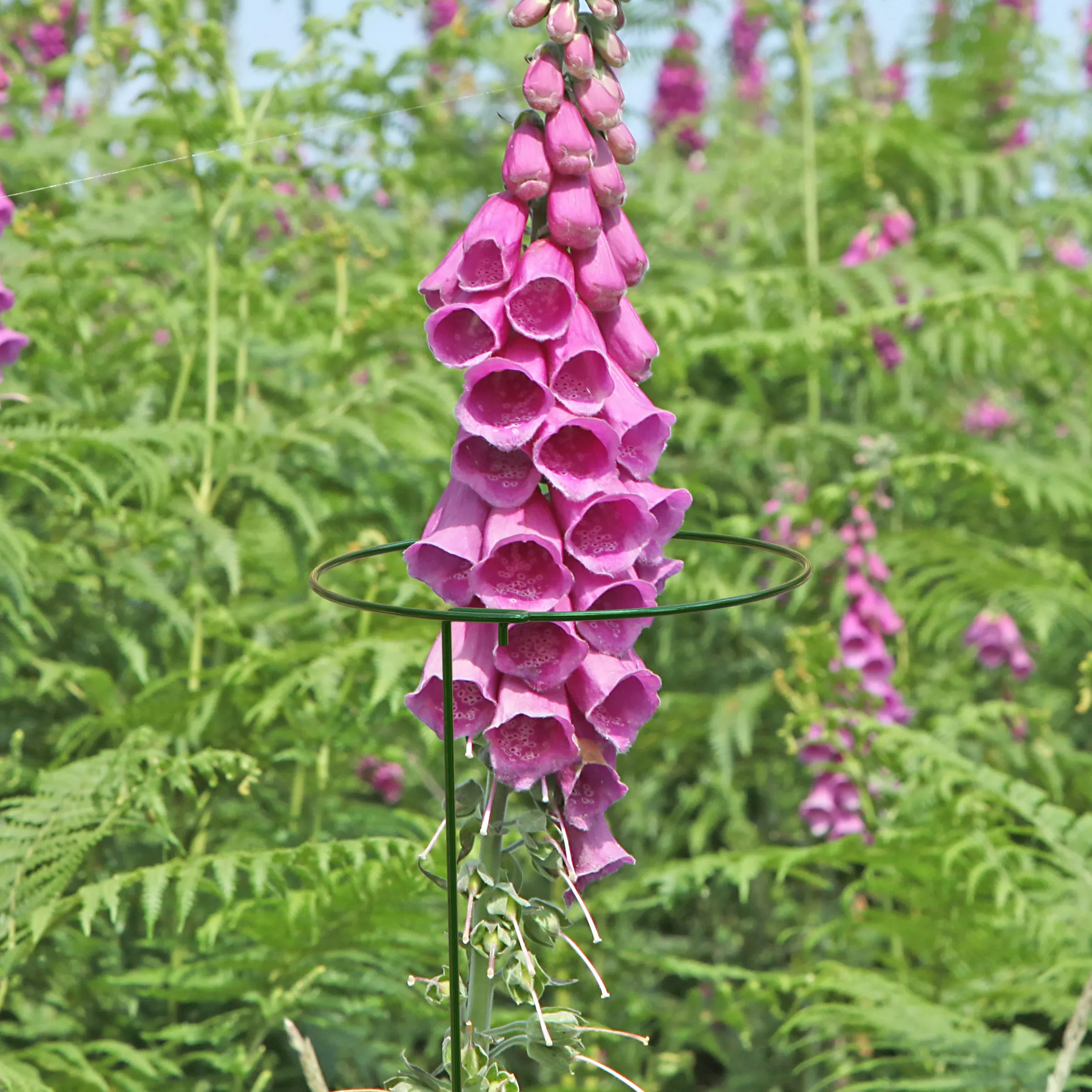 Panacea Steel Single Stem Plant Support (L)91cm (Dia)17cm, Pack Of 3 4 Panacea Steel Single Stem Plant Support (L)91cm (Dia)17cm, Pack Of 3 - Image 2