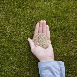 Verve Easy Start Coated Grass Seeds, 1.5kg -Garden & Outdoors verve easy start coated grass seeds 1 5kg3663602947493 01i