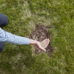 Verve Easy Start Coated Grass Seeds, 1.5kg -Garden & Outdoors verve easy start coated grass seeds 1 5kg3663602947493 03i