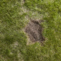 Verve Easy Start Coated Grass Seeds, 1.5kg -Garden & Outdoors verve easy start coated grass seeds 1 5kg3663602947493 04i