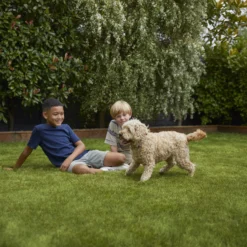 Verve Family & Sports Grass Seeds, 1.5kg -Garden & Outdoors verve family sports grass seeds 1 5kg3663602947516 05i