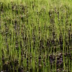 Verve Family & Sports Grass Seeds, 1.5kg -Garden & Outdoors verve family sports grass seeds 1 5kg3663602947516 10i