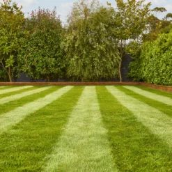 Verve Fine English Grass Seeds, 1.25kg -Garden & Outdoors verve fine english grass seeds 1 25kg3663602947592 01i