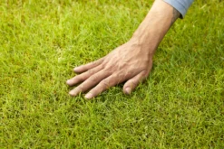 Verve Mamaterra Lawn Feed Granules 100m² 2.5kg -Garden & Outdoors verve mamaterra lawn feed granules 100m 2 5kg5063022034779 01i