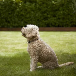 Verve Shady Grass Seeds, 5kg 9 Verve Shady Grass Seeds, 5kg -Garden & Outdoors verve shady grass seeds 5kg3663602947554 02i