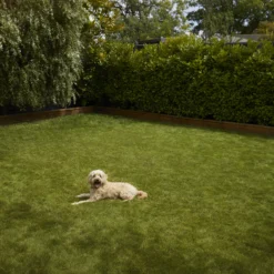 Verve Shady Grass Seeds, 5kg 10 Verve Shady Grass Seeds, 5kg -Garden & Outdoors verve shady grass seeds 5kg3663602947554 03i