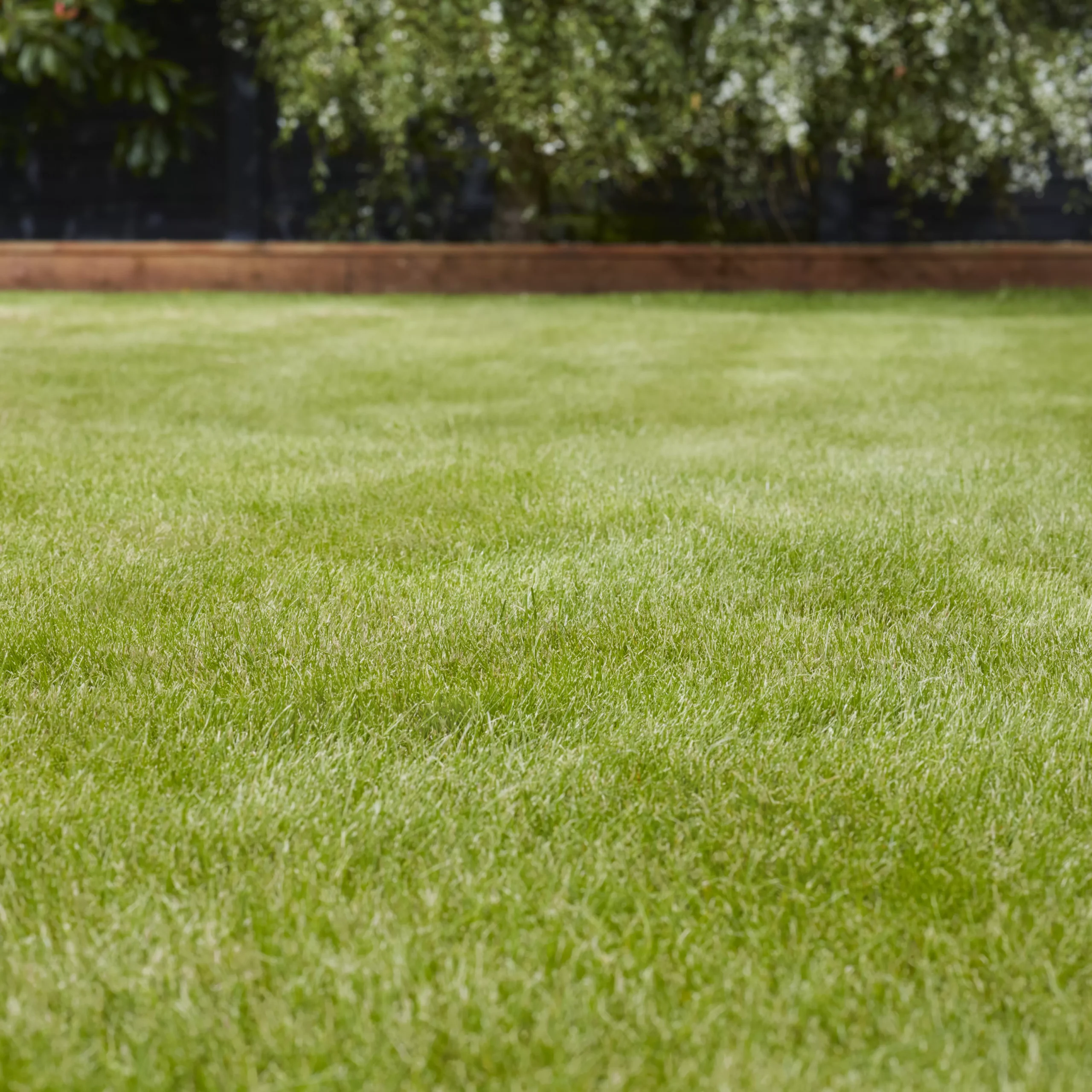 Verve Universal Grass Seeds, 1.5kg 6 Verve Universal Grass Seeds, 1.5kg - Image 4