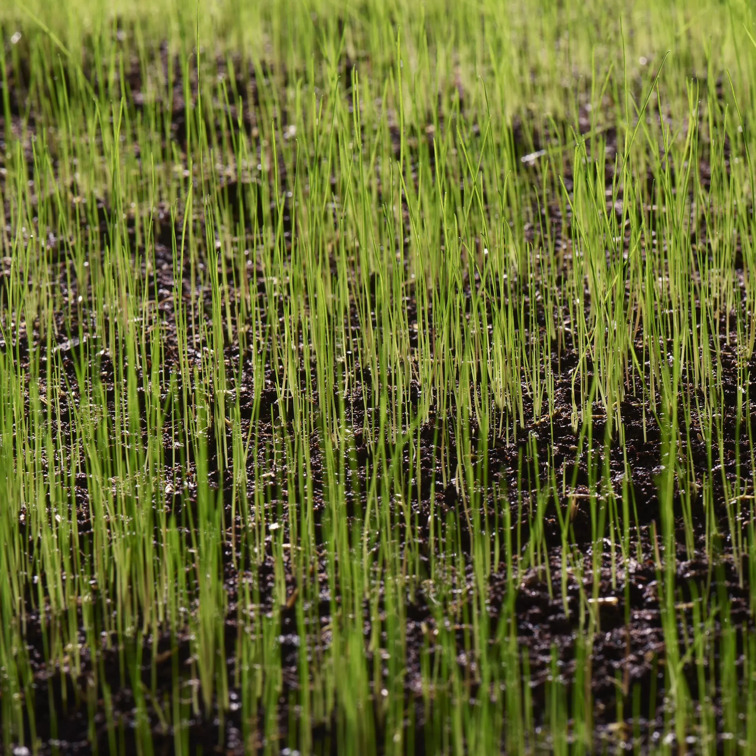 Verve Universal Grass Seeds, 1.5kg 5 Verve Universal Grass Seeds, 1.5kg - Image 3